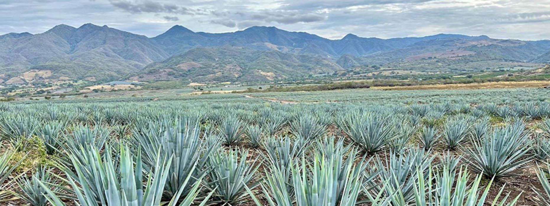Additive-Free Tequila